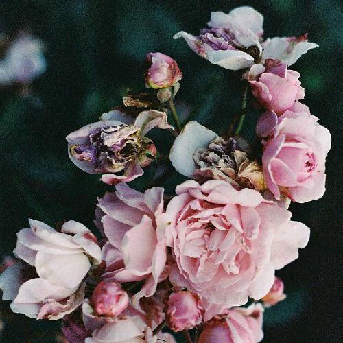 pink rose bush in bloom
